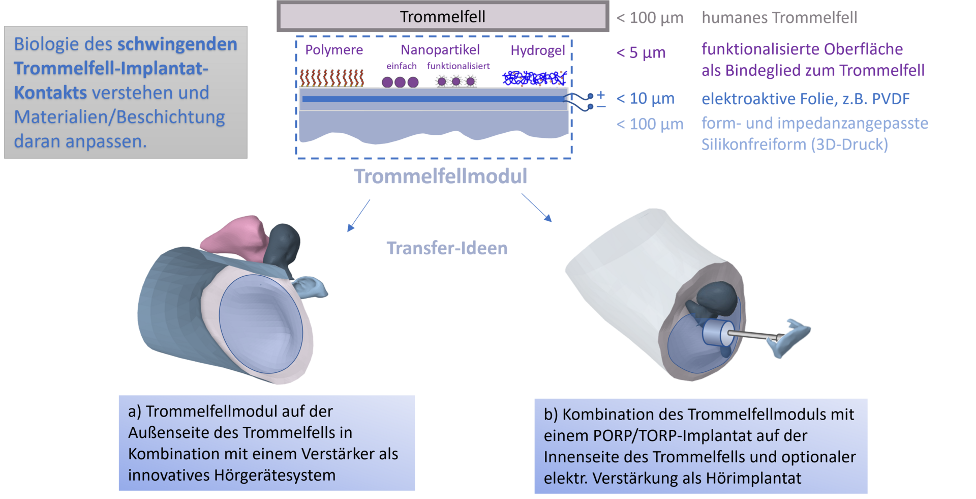 Biologie des schwingenden Trommelfell-Implantat-Kontakts